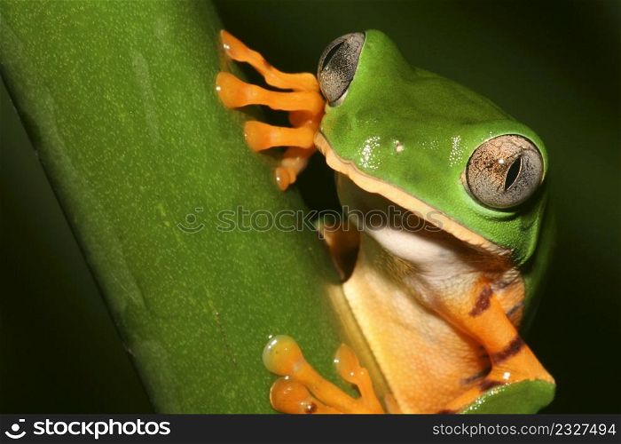 Tiger-Striped Leaf Frog, Callimedusa tomopterna, Rainforest, Napo River Basin, Amazonia, Ecuador, America