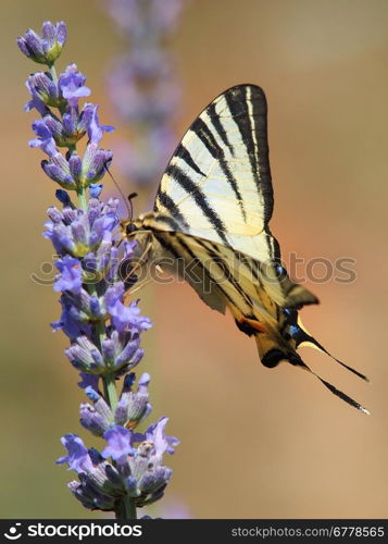 Tiger Swallowtail butterfly on lavender flower
