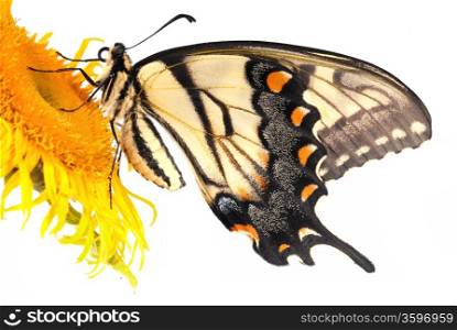 Tiger Swallowtail, Macro