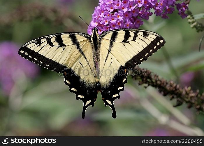 Tiger Swallowtail (papilio glaucas) Butterfly