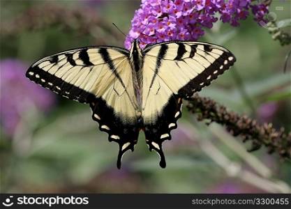 Tiger Swallowtail (papilio glaucas) Butterfly