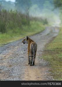 Tiger walking at morning, Dhikala, Jim Corbett National Park, Uttrakhand, India