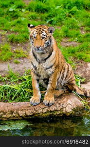 tiger walking in river water. Tiger wildlife scene