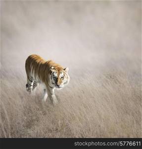 Tiger Walking In The Grass