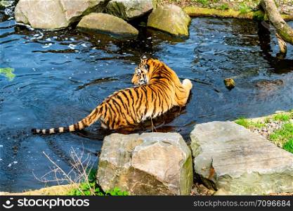 tiger walking in the water