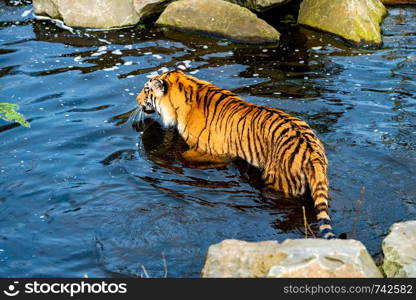 tiger walking in the water