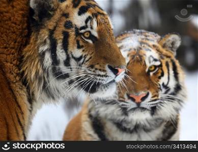 Tiger with tigress. Novosibirsk ZOO, winter