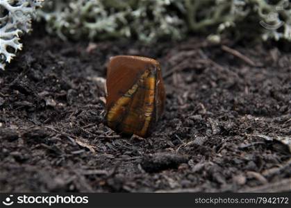 Tigers eye on forest floor
