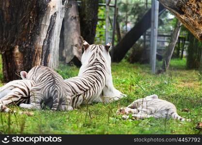 Tigers lie on grass at zoo