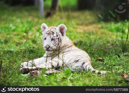 Tigers lie on grass at zoo