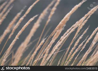 Tight composition of reeds showing movement.