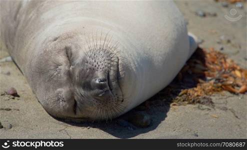 Tight shot of elephant seal sleeping on the beach near San Simeon California