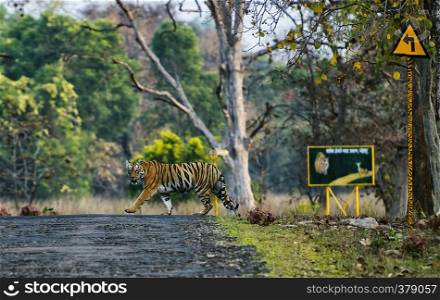 Tigress Crossing near sign board, Tadoba, Maharashtra, India. Tigress Crossing near sign board, Tadoba, Maharashtra, India.