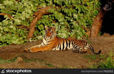 Tigress, Panthera Tigris, Bandipur National Park, Karnataka, India.. Tigress, Panthera Tigris, Bandipur National Park, Karnataka, India