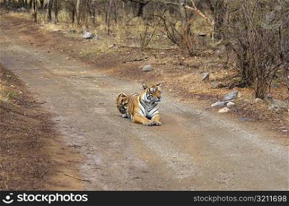 Tigress (Panthera tigris) sitting on the dirt road, Ranthambore National Park, Rajasthan, India