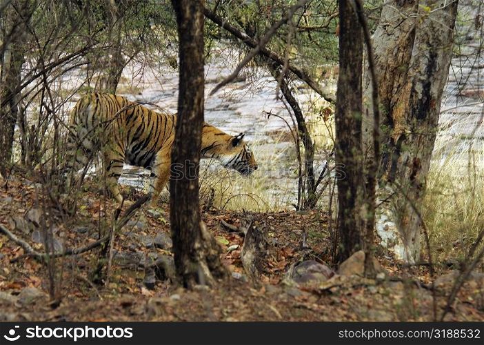 Tigress (Panthera tigris) walking in a forest, Ranthambore National Park, Rajasthan, India