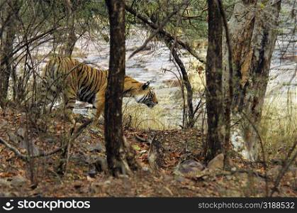 Tigress (Panthera tigris) walking in a forest, Ranthambore National Park, Rajasthan, India