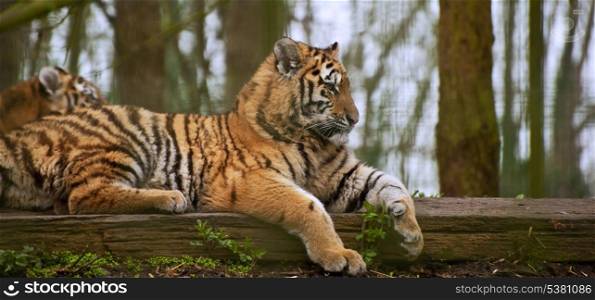 Tigress relaxing on log with young cub behind blurred