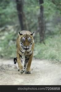 Tigress walking , Panthera tigris, Ranthambhore, Rajasthan, India
