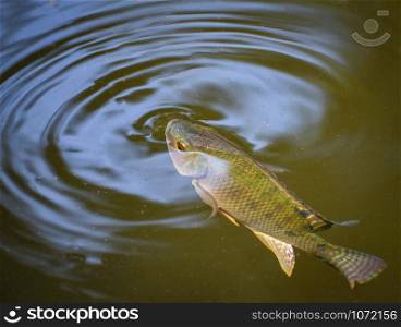 Tilapia fish swimming on surface in the water river live in natural for oxygen in summer day / Freshwater Fish