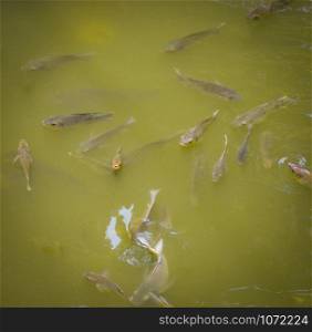 Tilapia fish swimming on surface in the water river live in nature for oxygen in summer day / Freshwater Fish