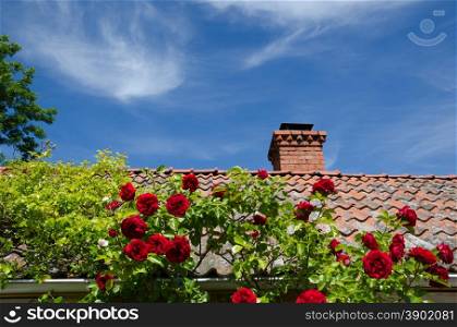 Tiled roof with red and white roses at a blue sky
