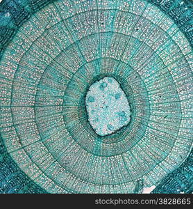 Tilia stem micrograph. High resolution light photomicrograph of tilia stem cross section seen through a microscope