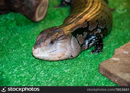 Tiliqua scincoides or skink Blue tongue belongs to the genus of giant Blue tongue lizards