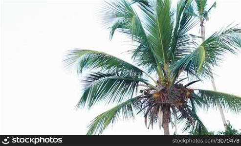 Tilt shot of a woman sitting in wooden deck-chair on the beach under huge palm and taking pictures of nature scenes using tablet computer