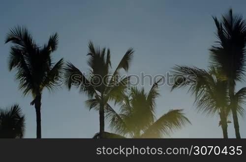 Tilt shot of evening sun shining brightly among huge palm trees. Sunset in tropics