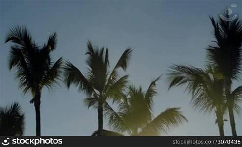 Tilt shot of evening sun shining brightly among huge palm trees. Sunset in tropics