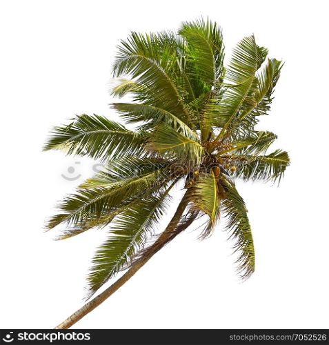 Tilted coconut palm isolated on white background