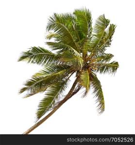 Tilted coconut palm isolated on white background