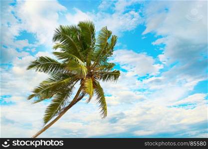Tilted coconut palm on background the blue sky with white clouds.