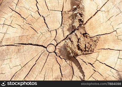 Timber-wood materials that retain their natural physical structure and chemical composition of felled trees