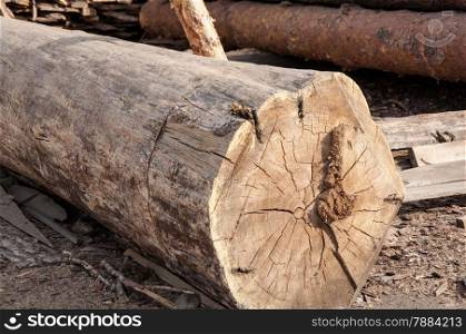 Timber-wood materials that retain their natural physical structure and chemical composition of felled trees