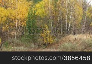 time lapse. beautiful landscape of autumn wood.