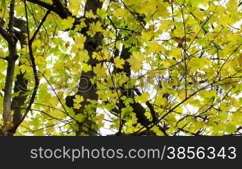 time lapse of autumn leaves on tree branch.