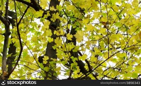 time lapse of autumn leaves on tree branch.