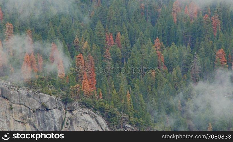 Time lapse of clouds drifting over forest of Yosemite