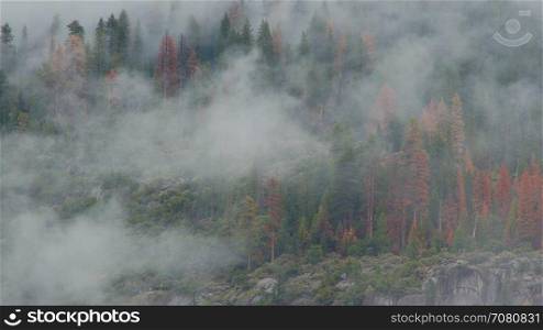 Time lapse of clouds drifting through the trees of Yosemite