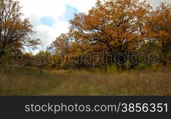 Time lapse of Forest and clouds. Autumn landscape.