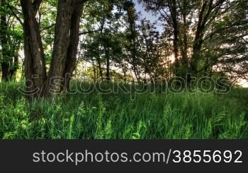 Time-lapse Of Nature Spring Forest. Tracking shot made at day. Medium shot.