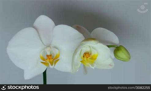 Time-Lapse of Opening White Orchids
