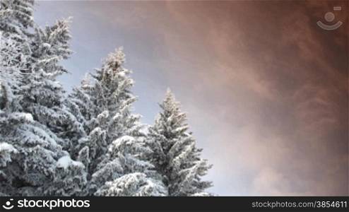time lapse of snowy pine trees and cloudy sky.