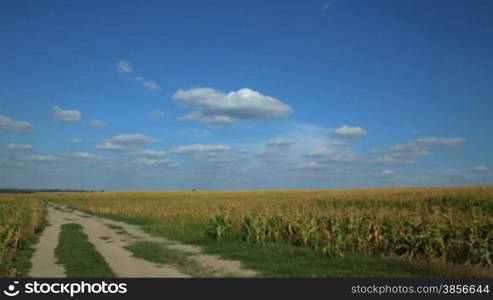time lapse. road through corn fields.