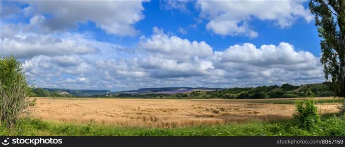 time to maturation. panoramic shot of a wheat field on a background cloudy sky