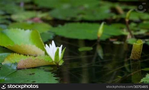 Timelapse close-up shot of water lily blooming in the pond. Beautiful moments of nature