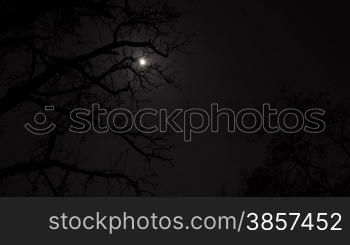 timelapse from moon and stars with trees in foreground