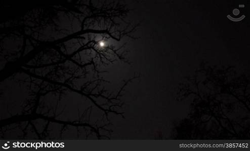timelapse from moon and stars with trees in foreground